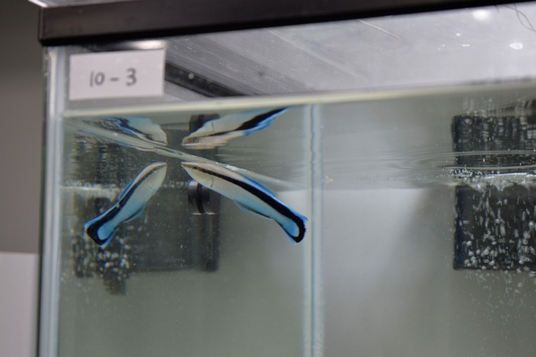 A white, blue and black fish in a bare tank with a mirrored wall.