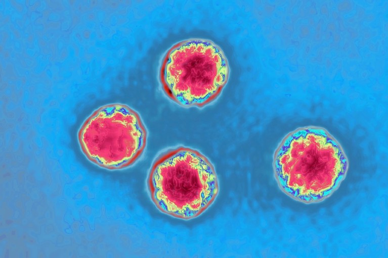 A coloured transmission electron microscopy view of Picornavirus