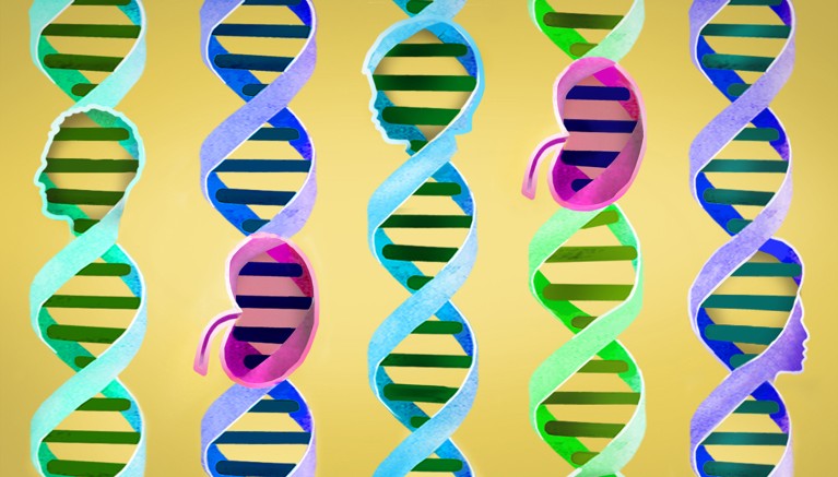 五个彩色的DNA螺旋柱，每个螺旋柱中都有一个肾脏或成人/儿童头部的形状。