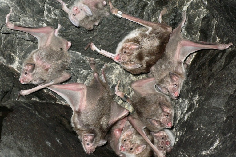 Common vampire bats roosting together
