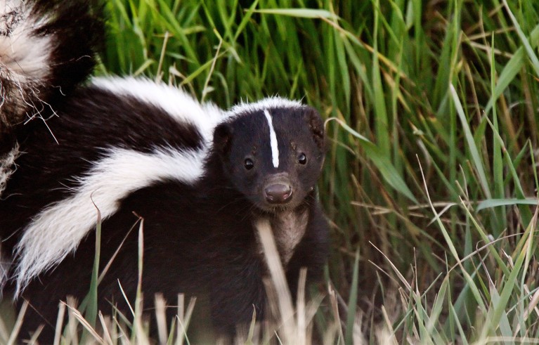 Young Striped Skunk in roadside ditch.