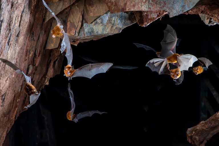 Close-up of an Eastern horseshoe bat colony flying out from an abandoned mine at night