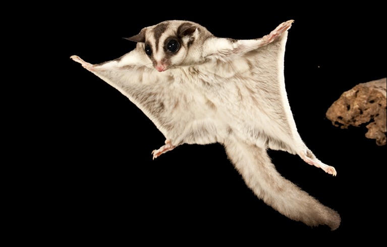 Sugar glider extending its lateral gliding membrane during flight.