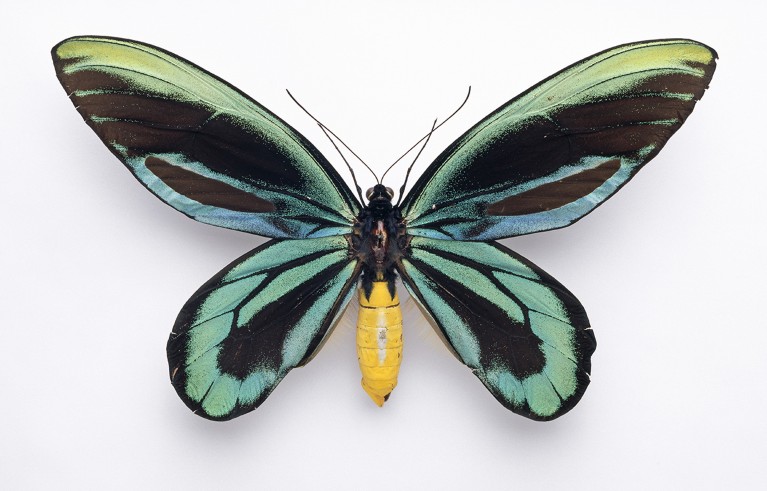 Ornithoptera alexandrae, Queen Alexandra's birdwing butterfly.