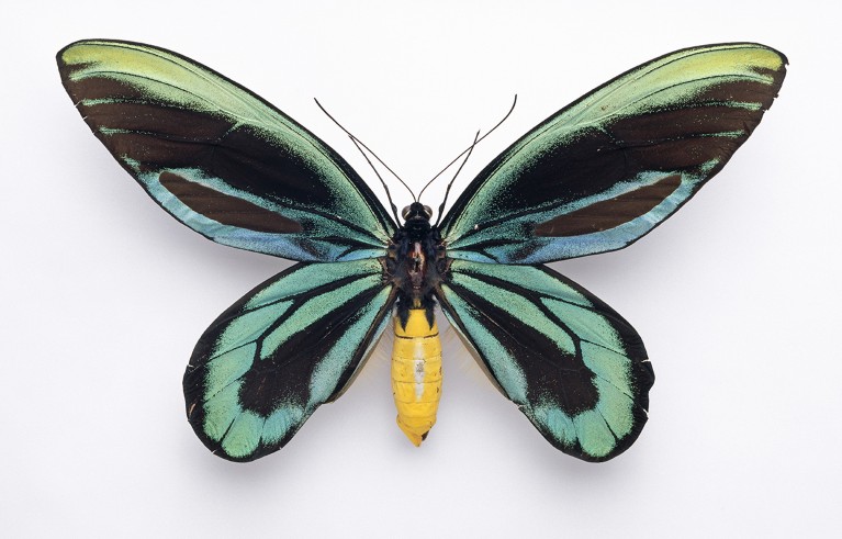 Ornithoptera alexandrae,皇后亚历山德拉birdwing蝴蝶。