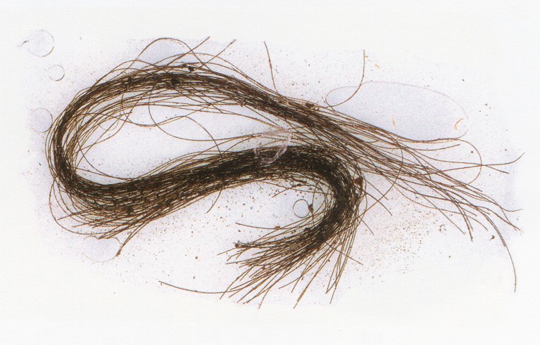 Detail of a hair strand.