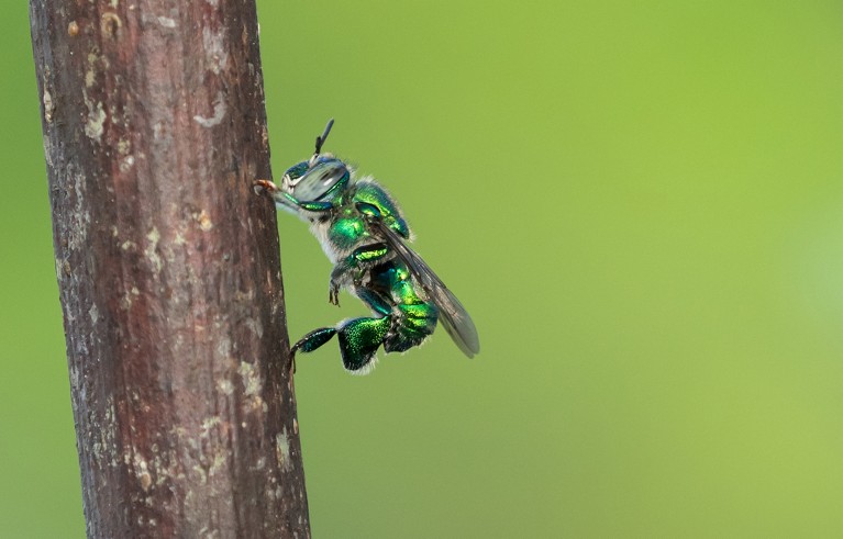 Male orchid bee, Euglossa dilemma, displaying at a perch in an experimental flight cage in Florida.