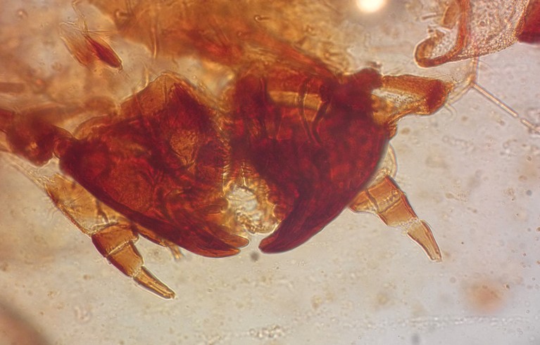 Jaws of a feather-feeding larva in amber.