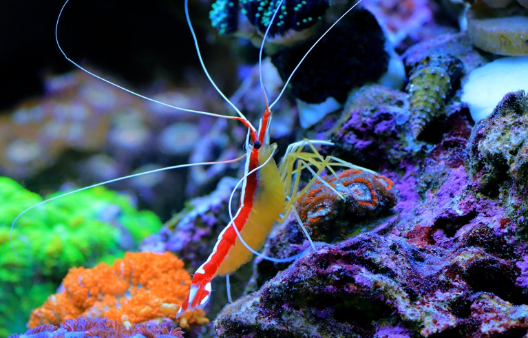 Pacific cleaner shrimp — Lysmata amboinensis.