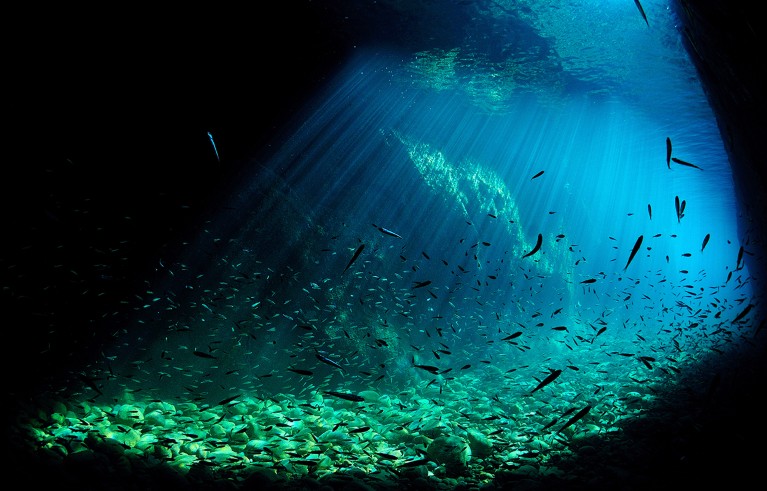 Fish underwater illuminated by sunlight, Costa Brava, Spain.