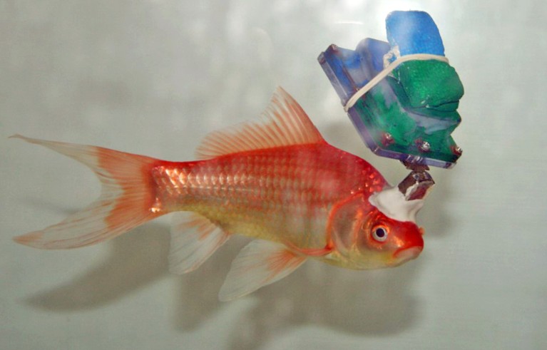 Goldfish with recording implant.