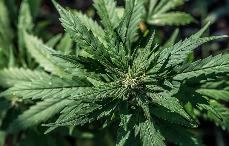 Marijuana plant detail, Jamaica.
