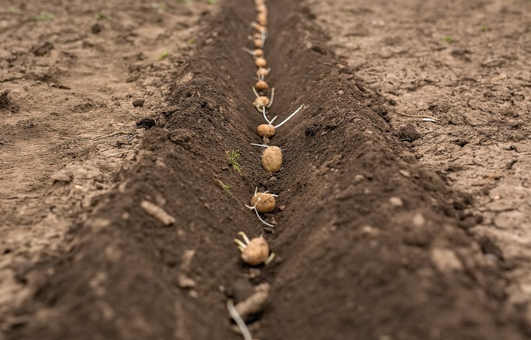 A row plowed and sown with potatoes on chernozem soil. Potato seeds in the soil.