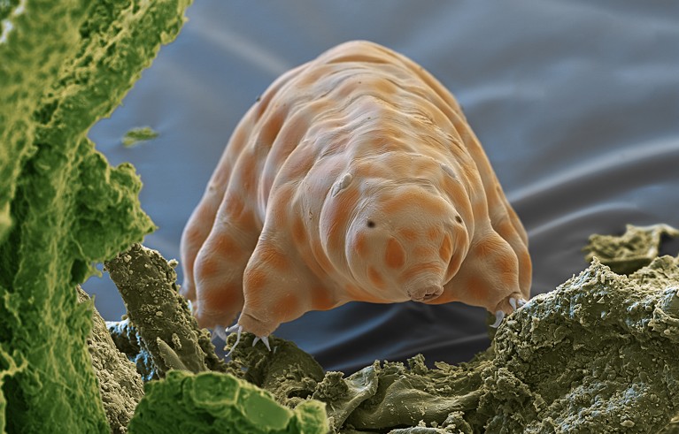 Coloured scanning electron micrograph (SEM) of a Ramazzottius kretschmanni water bear or tardigrade.