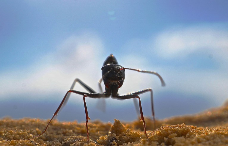 Tunisian desert ant Cataglyphis fortis.