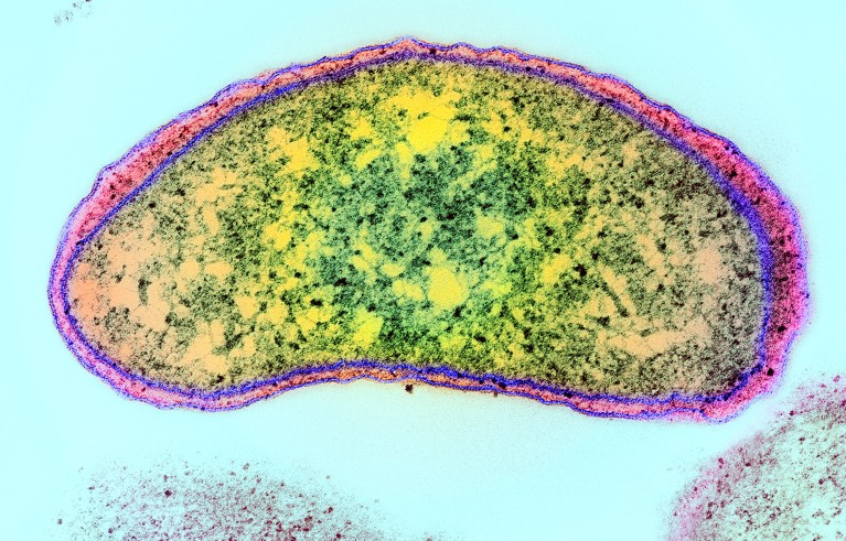 Vibrio cholerae bacterium, coloured transmission electron micrograph (TEM).