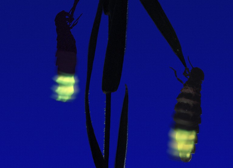 Glow-worms (Lampyris noctiluca) females at night. Dorset, UK, captive.