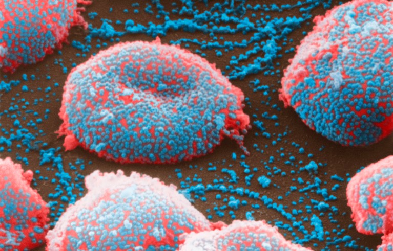 Influenza virus particles (blue) covering red blood cells (red).