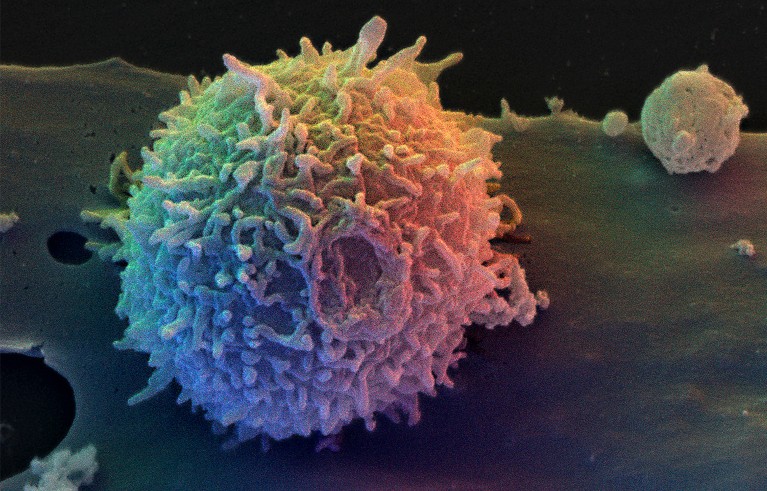 T Lymphocyte, coloured scanning electron micrograph (SEM).