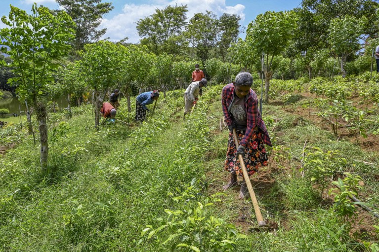 Six tea pickers remove weeds using tools at an organic tea plantation farm