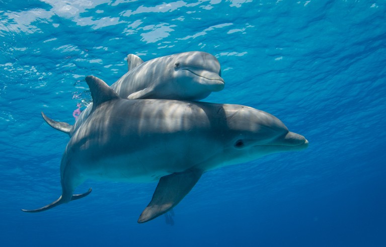 母亲宽吻海豚游泳和她的小腿。