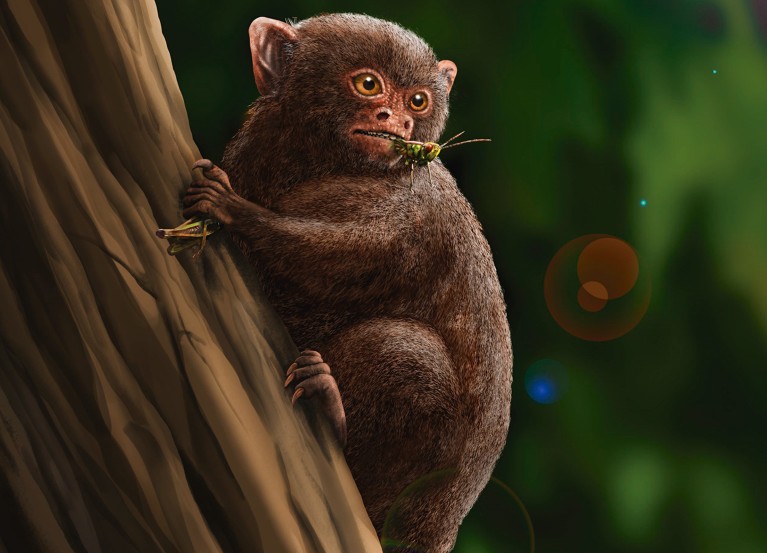 Artist’s reconstruction of the primate Ashaninkacebus.