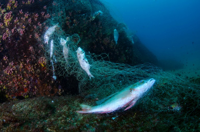 A net entangled in a shallow reef and full of fishes.