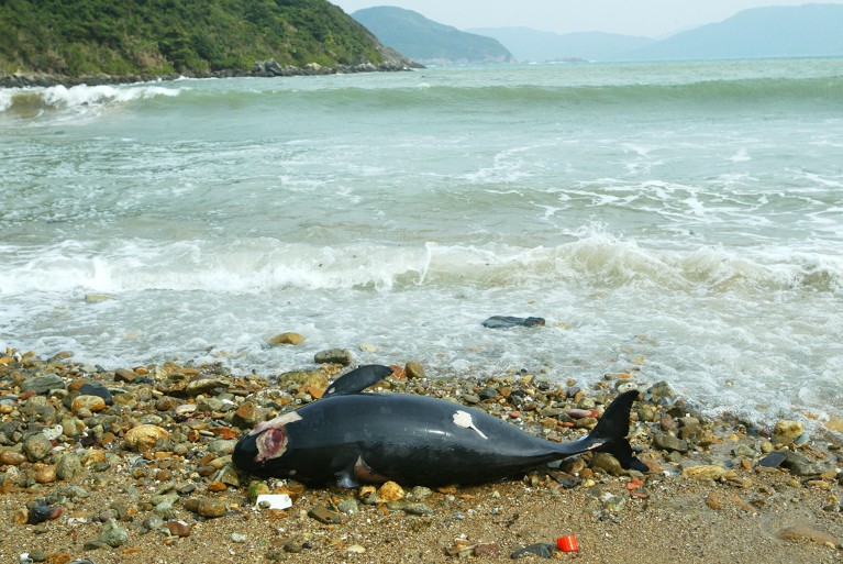 A black porpoise with a head wound by the water line on a pebbly and sandy beach.
