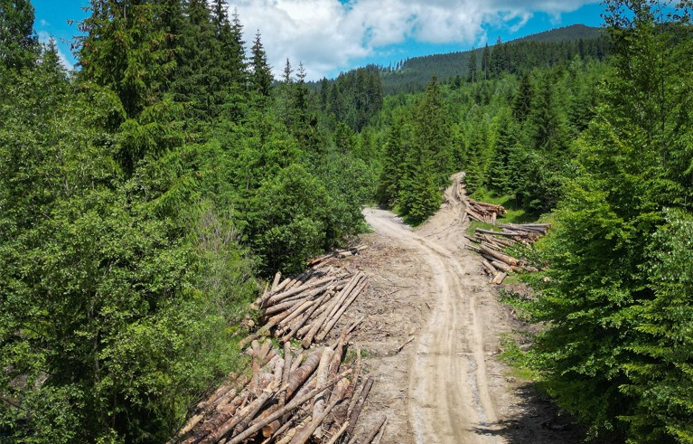 An aerial photo shows logged wood on a road flanked by trees in the Tarhaus Valley, Romania.