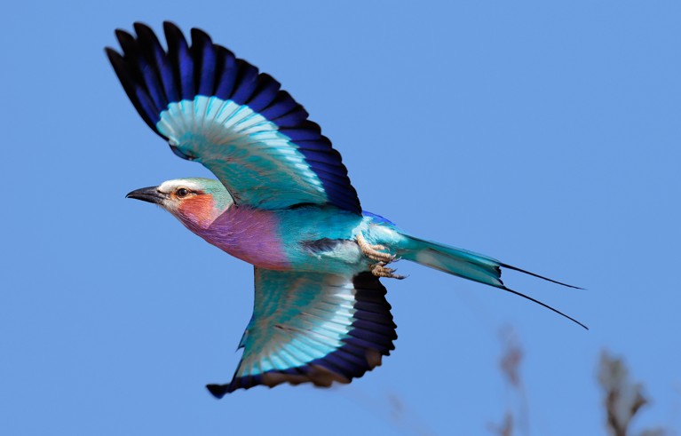 Lilac-breasted Roller taking flight against clear blue sky - Kruger National Park.