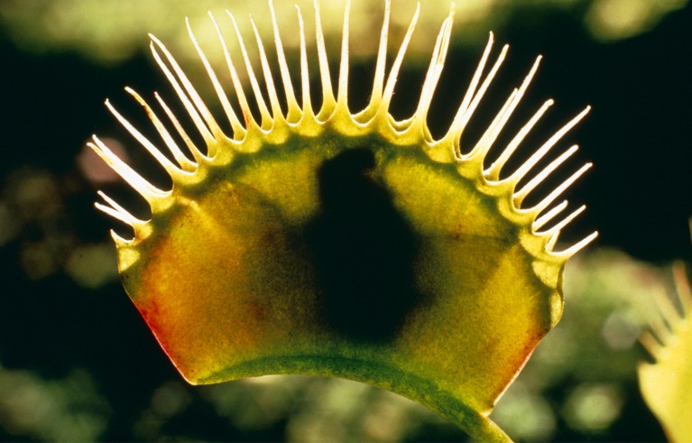 Venus fly trap, Dionaea muscipula.
