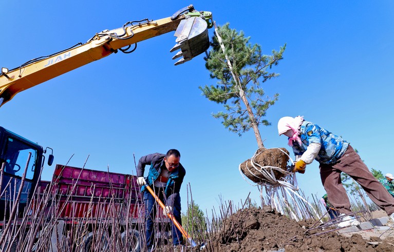 Two people use hand tools and a digger to prepare the soil and plant trees in China.