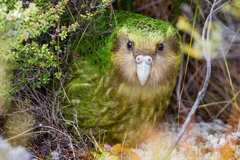 A male Kakapo called Sinbad peering from the bushes on Codfish Island, New Zealand.
