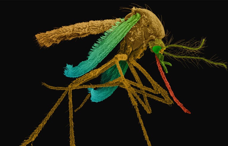 Coloured scanning electron micrograph (SEM) of a female mosquito (Aedes aegypti).