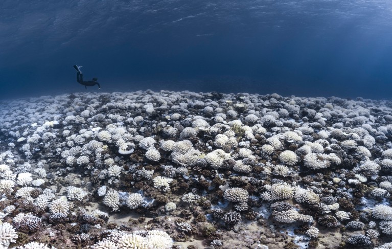 A wide view of a snorkeler floating above major bleaching on a coral reef in French Polynesia