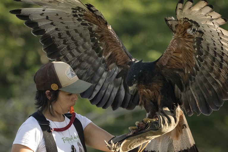 Ana María Morales uses a whistle to training a black-and-chestnut eagle, which is perching on her arm.