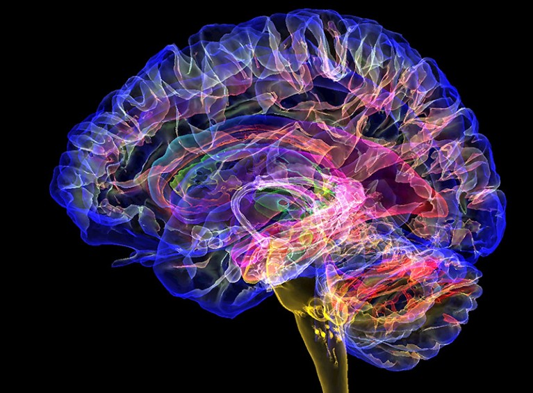 通过健康人脑对矢状切片进行彩色 3D 磁共振成像 （MRI） 扫描。
