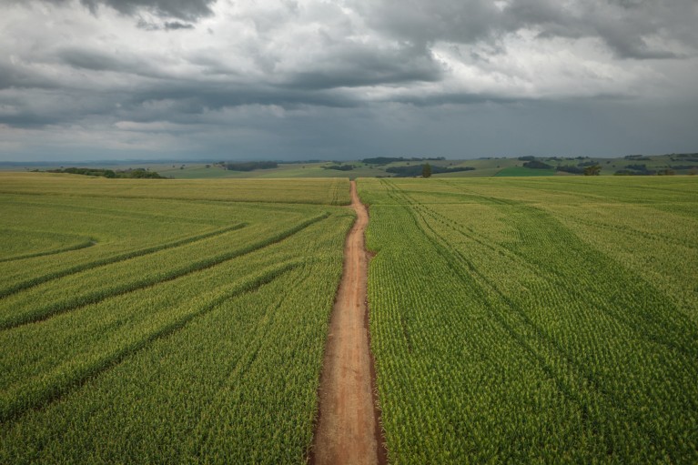 Aerial view of green corn fields on a farm in Brazil on a cloudy day