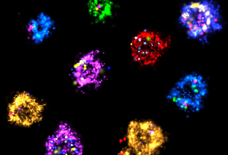 Collage of Extracellular Vesicles purified from human keratinocytes cell-culture media.