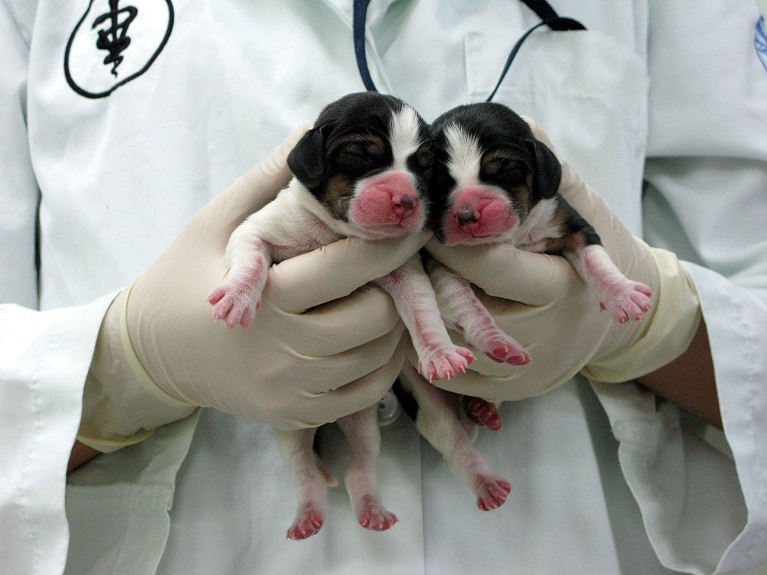 Two cloned beagle puppies held by a person wearing a lab coat and gloves.