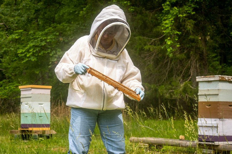 Elizabeth Hilborn wearing a beekeeping suit and inspecting a brood frame from a hive