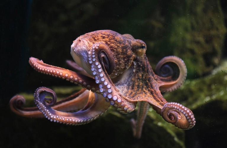 Common octopus (Octopus vulgaris) at Frankfurt Zoo in Frankfurt am Main, Hesse, Germany.