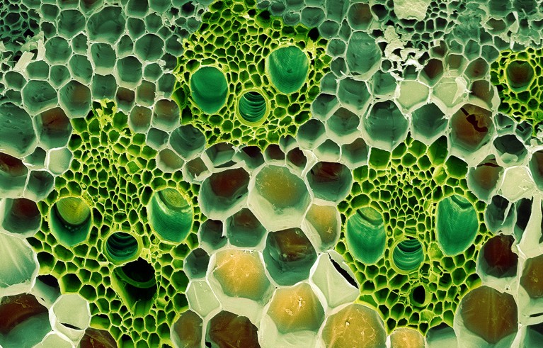 Coloured scanning electron micrograph (SEM) of a section through a bamboo stem (Phyllostachys sp.).