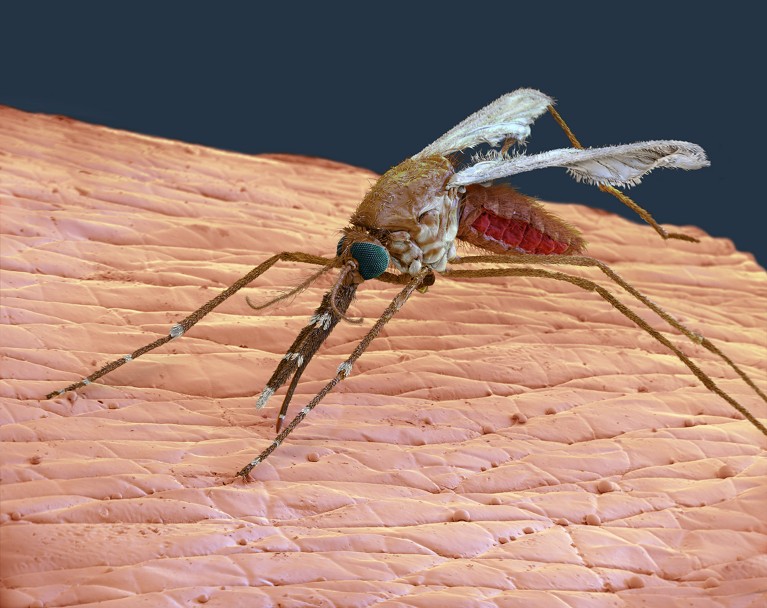 Coloured scanning electron micrograph (SEM) of a female Anopheles gambiae mosquito feeding on human skin.