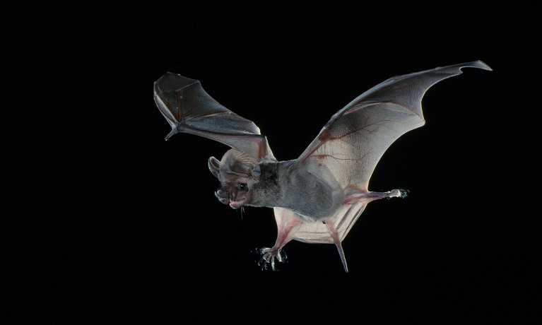 A grey bat flying with wings outspread, against a black background.