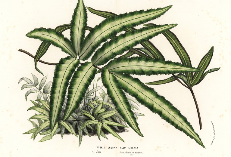 An illustration of the Cretan brake fern, Pteris cretica albolineata.