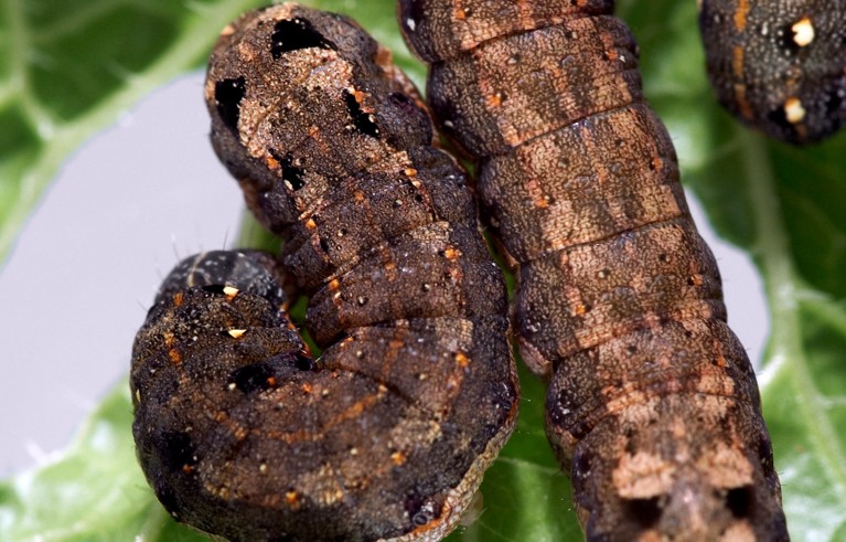 Tobacco cutworms. Larvae of the oriental leafworm moth (Spodoptera litura) eating a holy basil (Ocimum tenuiflorum) plant.