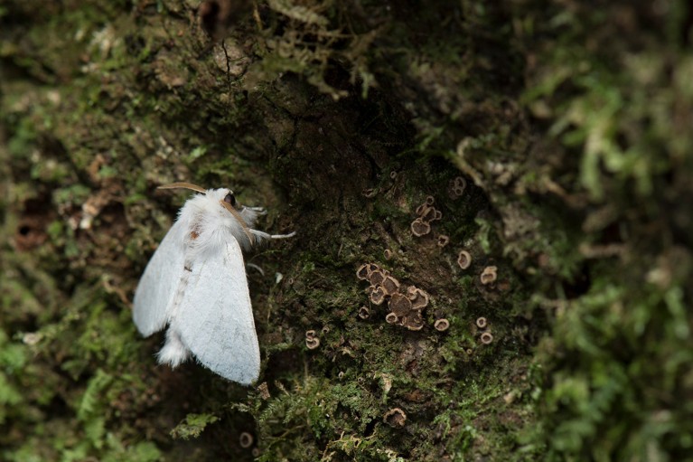 A furry white moth sitting on some greenery.