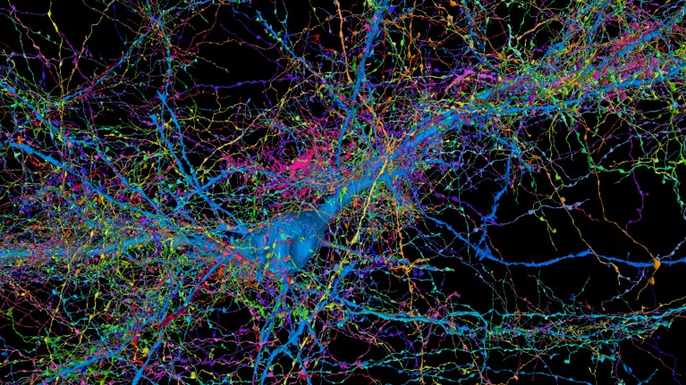 A multi-coloured visualisation of all incoming connections onto a single human pyramidal neuron in cerebral cortex