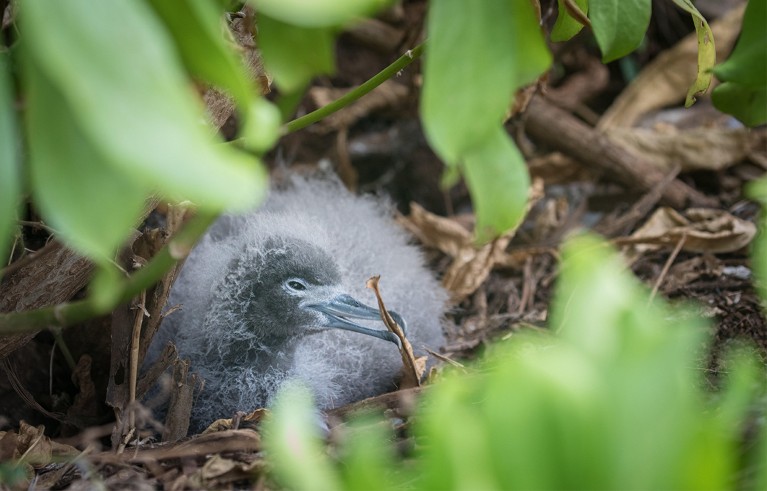 Ardenna pacifica, breed in spring at Kauai, Hawaii, USA, nesting in burrows at Kilauea Lighthouse.
